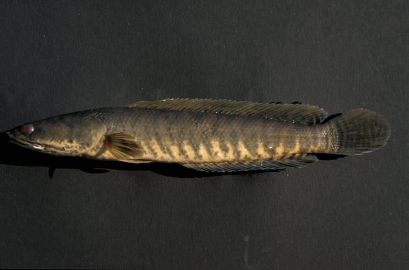 Όλα τα είδη Channa(Snakehead) με αναλυτικά προφίλ. TSAfish205