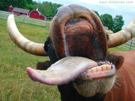 ( Imagenes ) Imagenes Graciosas. Fondo_vaca_lengua_640-436x327