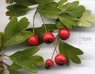 		 	 Acerolo, Acerola, Acerolas, Azarolo, Acerollera Crataegus azarolus Crataegus-azarolus