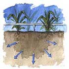 HUERTA CASERA: COMO COMENZAR DE CERO Reigo_goteo