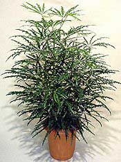 PLANTAS PARA SOMBRA. Dizygotheca-elegantissima