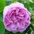 Pequeña Rosa~ (Privado con Jade) Rosales-centifolia