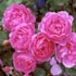 Pequeña Rosa~ (Privado con Jade) Rosas-inglesas-david-austin