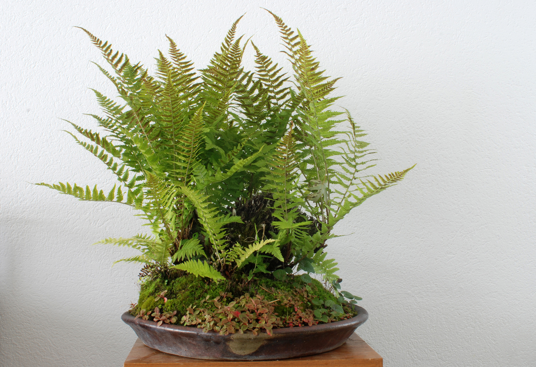 KUSAMONO BONSAI Summer_fern_pot_tokoname