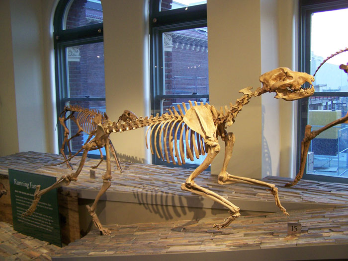 epicyon-haydeni-fossil