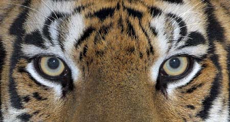 EL TOPIC DE LAS CONSULTAS, QUEJAS Y DILEMAS LABORALES Tiger-eyes-for-web