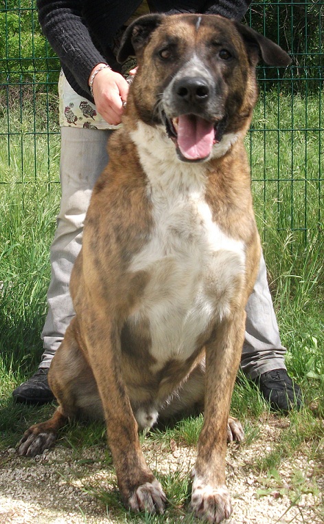 ARTHUS - dogo 11 ans (8 ans de refuge)  ASDA à Montelimar (26) Arthus