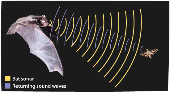 Bat Radar (Echolocation) and other bat matters Echolocation