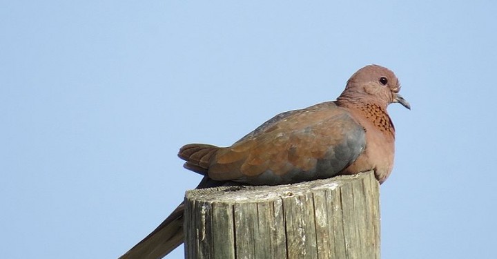 هل تعلم ما هو "اليمام"؟ 800px-Barbary_Dove_in_palestine-720x375