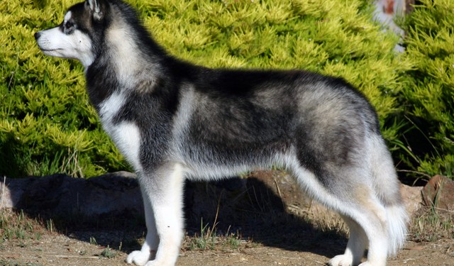 هل تعلم ما هو "الهسكي"؟ Siberian-husky-640x375