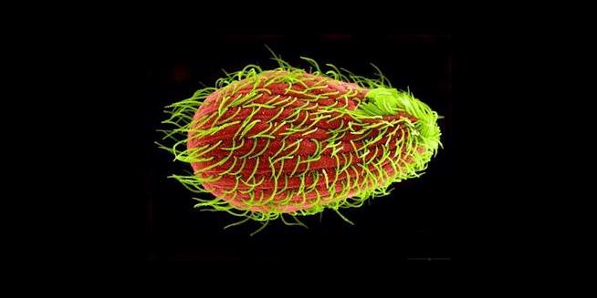 Makhluk ini terdiri atas satu sel, tetapi punya tujuh jenis kelamin. 1502555-tetrahymena--620X310