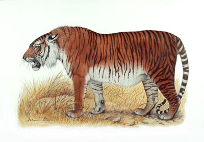 Nesli Tkenmekte Olan Hayvanlar Caspian_tiger_16207