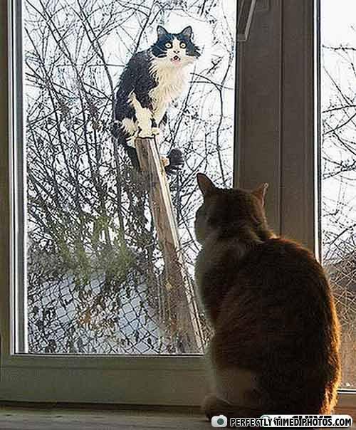 Images insolites - Page 3 Cats-perfect-timing-animal-photos-09