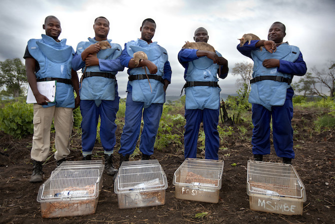 Les rats démineurs du Mozambique  2