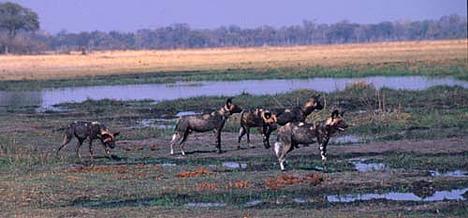 الكلب المُتَعقِّب الأفريقي African Hunting Dog Lycaon pictus Hd_48714_500_8970