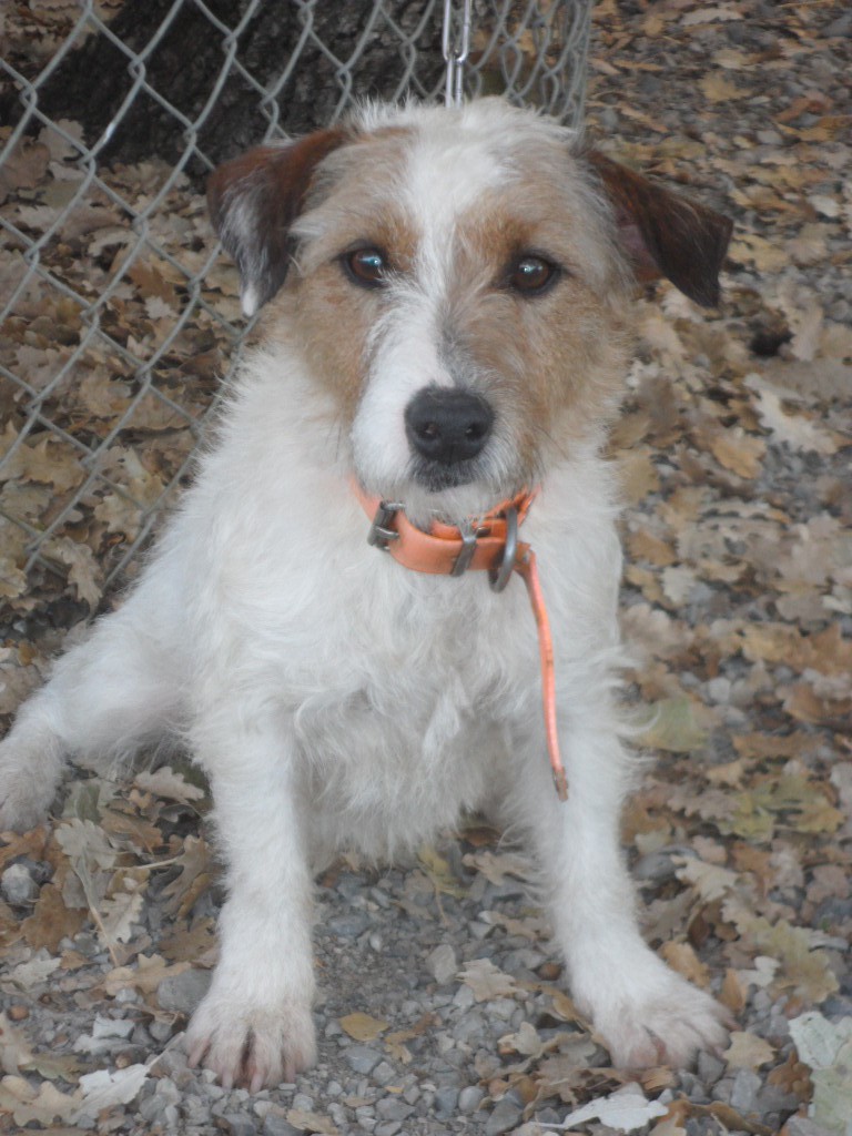 PIMOUSSE - x fox terrier 5 ans - Refuge de Sisteron (04) 2490528485