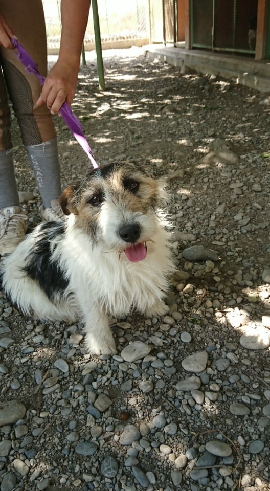 PITOU - x fox terrier 6 ans - Refuge de Sisteron (04) 3146875537