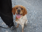 PAPAYE - x epagneul breton 11 ans - (5 ans de refuge)  - cherche FA -  Chenil Refuge de Sisteron (04) 855365101