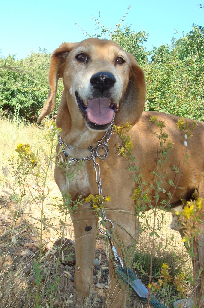 KINOU - x labrador 15 ans - Chenil Refuge de Sisteron (04 2041172784