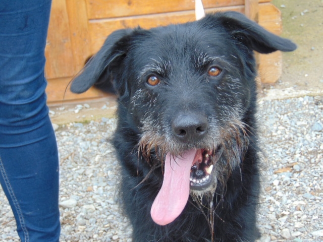 WOLF - x griffon 5 ans - Chenil Refuge de Sisteron (04) 573341807