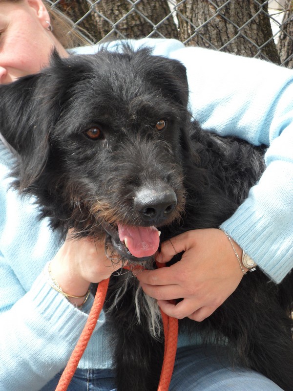 FILOU  - croisé Griffon / Labrador 13    ans (12 ans de refuge) -  Refuge de SISTERON  (04) 3916419010