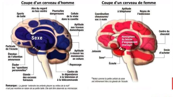 images humour  - Page 2 Difference-entre-cerveau-femme-homme