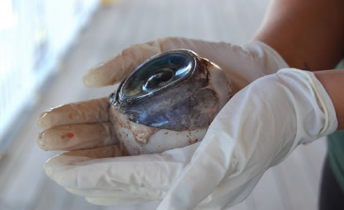 Descubren un “Ojo Gigante” De Algún Animal Marino Desconocido. Ojo-de-un-animal-gigante