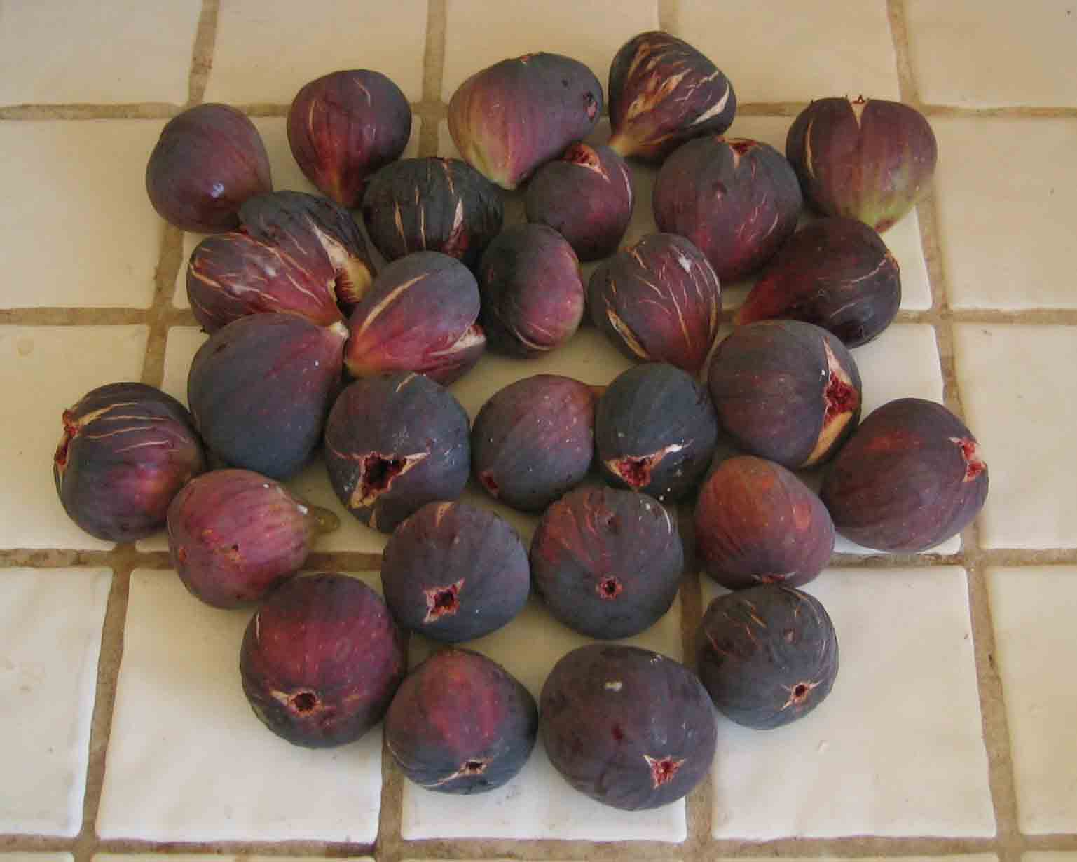  NA SLOVO, NA SLOVO SA SLIKAMA - Page 4 Fig_harvest_small