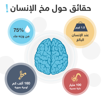 معلومات و حقائق حول مخ الأنسان 1