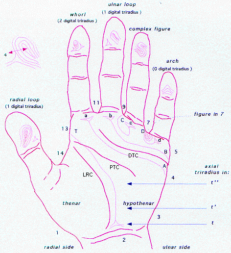 HANDS & IQ - Guidelines for an intelligence assessment via your hands! DermEng