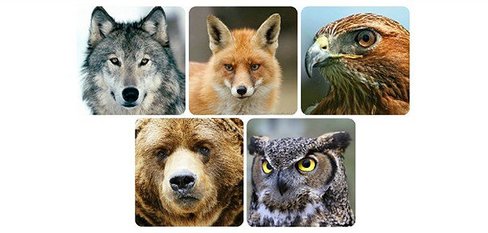 Znakovi od 5 mističnih životinja: Koja vas najviše doziva i što govori o vama? Animal1