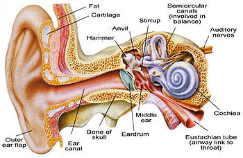 செவிப் பாதுகாப்பு Ear