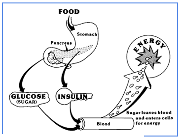 சர்க்கரை நோய் வருவதர்க்கான காரணம் என்ன? Insulin