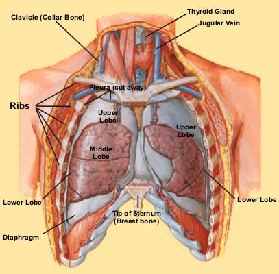 நுரையீரல் பாதுகாப்பு Lungs