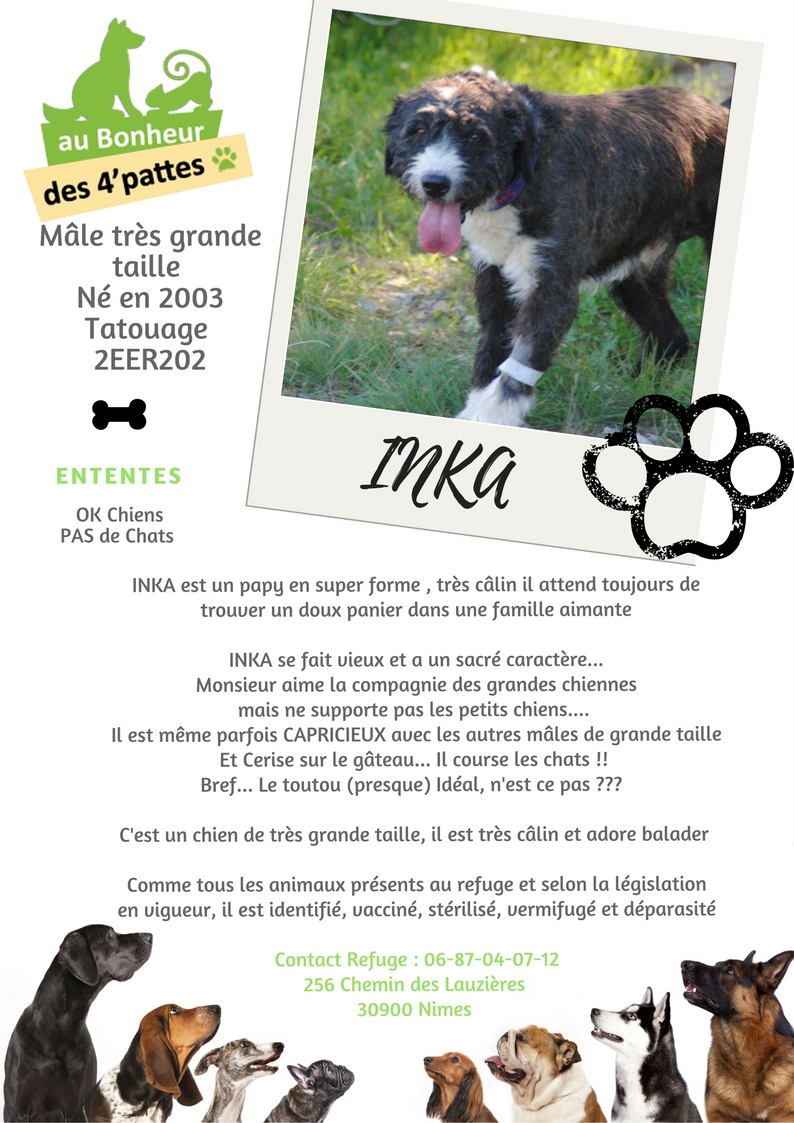 INCA/INKA - x griffon 16 ans -  (4 ans de refuge)  Refuge au bonheur des 4 Pattes à Nimes (30) INKA