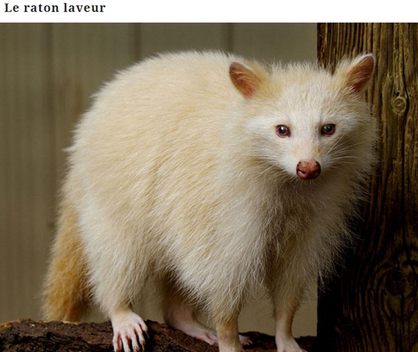 "Chat: Le Chinchilla."+autres.... Albinos15