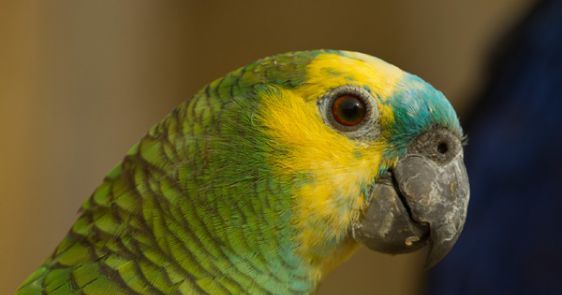 Tous les animaux!!!(un peu de tout  avec textes) Amazone-a-front-bleu