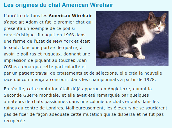 "Si tu as ou as eu un chien..."+"Chat: L'American Wirehair."+"Minou câline son ami...!"+ autres American-texte2_1