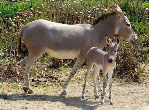 Textes et photos d'animaux Ane-desomalie