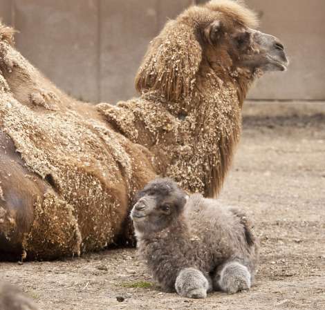 Animaux divers(textes,photos.....) Animal-bebe-chameau