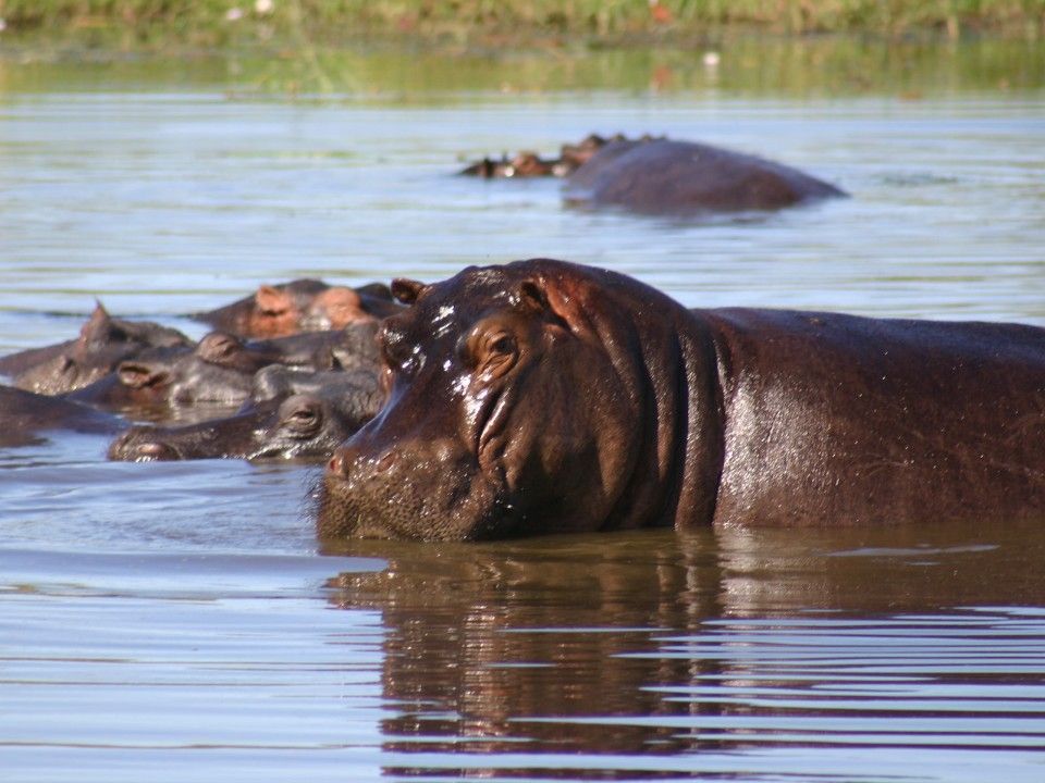 Photos d'animaux(et parfois texte) Animal-hippo