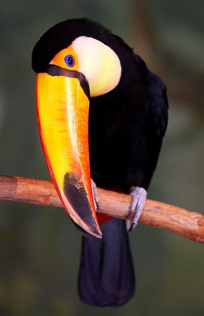 Photos d'animaux(et parfois texte) Animal-toucan