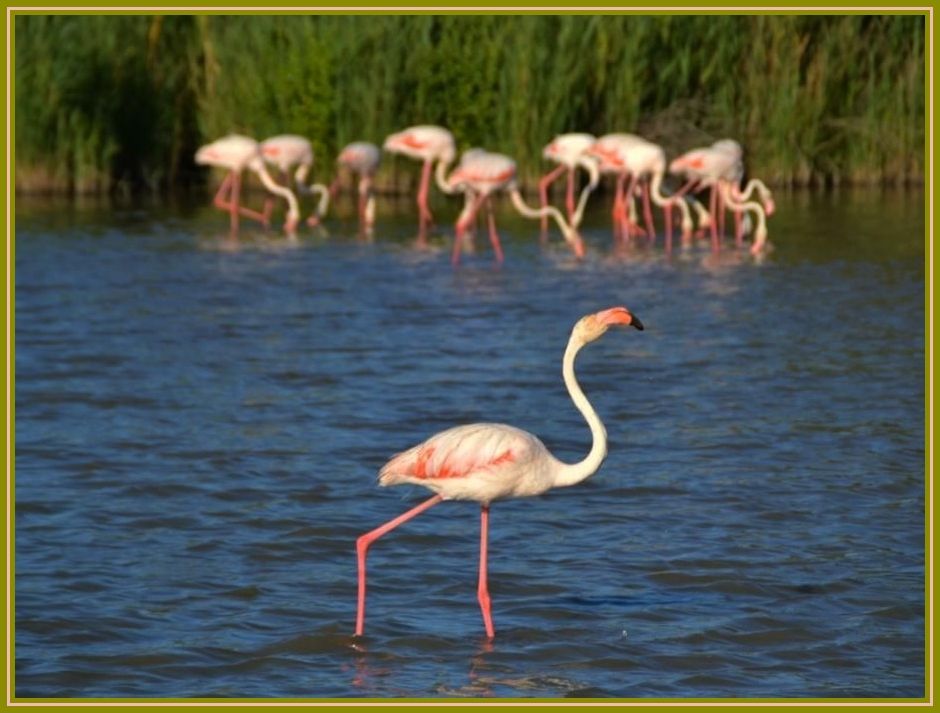 Histoire d'animaux (photos ) Animalflamantrosedecamargue