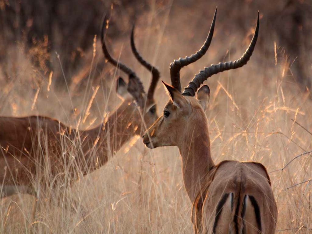 Histoire d'animaux (photos ) Animalimpala