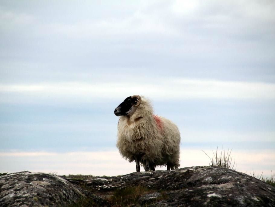 Histoire d'animaux (photos ) Animalmoutonatetenoire