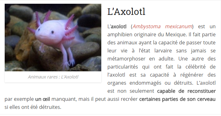 Images d'animaux (un peu de tout et parfois avec textes...) Axolotl