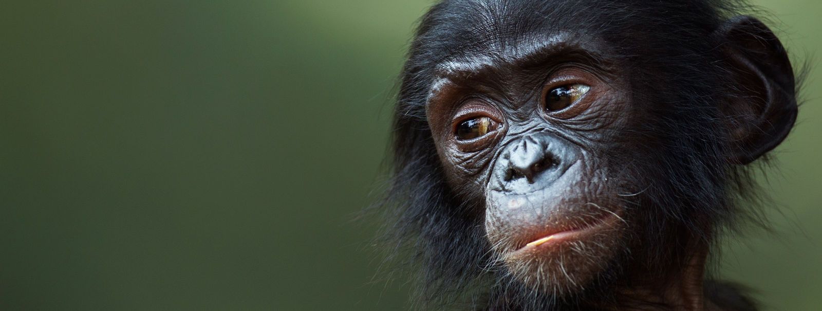 Histoire d'animaux (photos ) Bebe-bonobo-en-republique-democratique-du-congo