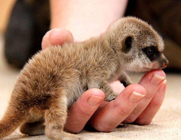 Textes et photos d'animaux Bebe-suricate_2