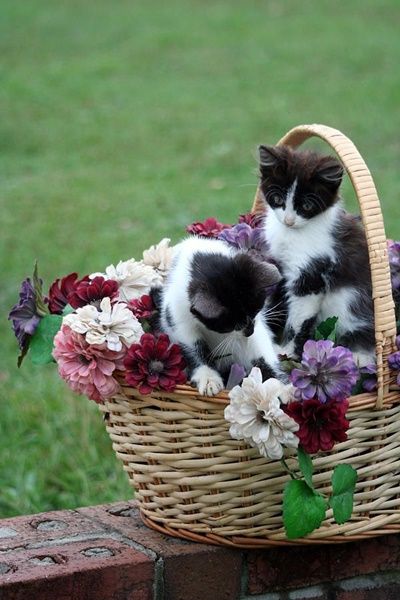 Quelques belles images pour vous Belle-image-chats-dans-fleurs