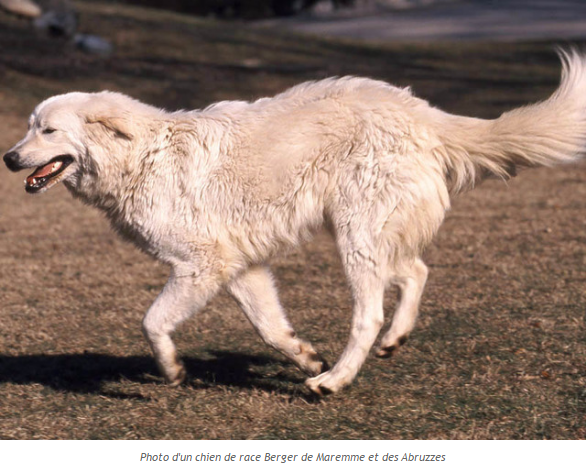 Photos et textes de divers animaux Berger-de-maremme-photo2